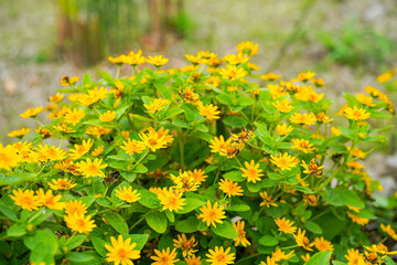 The flowers of Melampodium divaricatum also known as Hierba Aguada, Goldenbutton