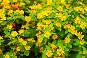 The flowers of Melampodium divaricatum also known as Hierba Aguada, Goldenbutton