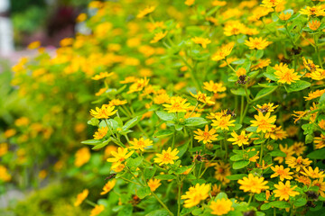 The flowers of Melampodium divaricatum also known as Hierba Aguada, Goldenbutton