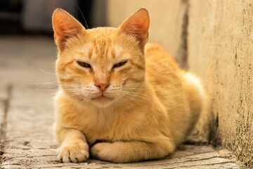 Obraz premium Nice ginger cat lying on the street