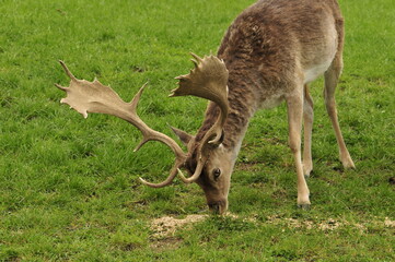 Naklejka na ściany i meble deer eating gras with big antlers