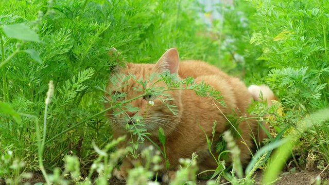 Lazy domestic ginger cat hunting hiding in the garden bed with carrot.
