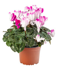 Potted white and pink cyclamen flowers