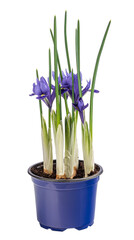 Beautiful ornamental flowering iris flower
