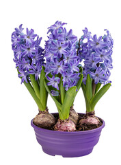 Hyacinth full of blue flowers