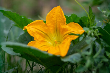 Flor de calabaza