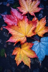 Naklejka na ściany i meble close-up of colorful maple leaves on the ground