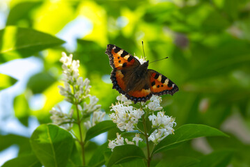 Small Tortoiseshell Butterfly (Aglais urticae) sitting on a flowering hedge in Zurich, Switzerland