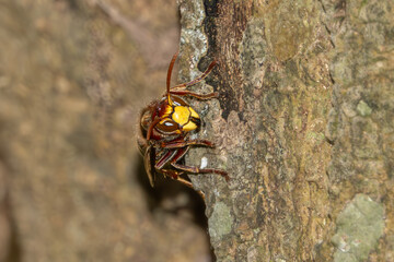 Frelon europ&eacute;en ( Vespa crabro)