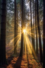 sunbeams shining through tall trees at sunrise