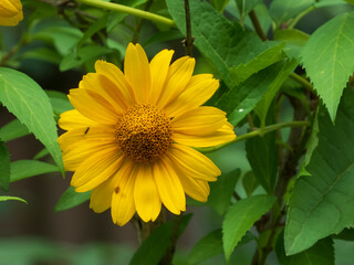 yellow flowers in the garden