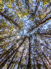 Low angle view of tall trees in forest. 