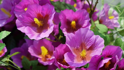 Fototapeta na wymiar Fake purple color hibiscus flowers