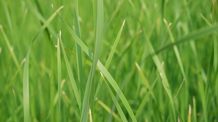 Grass natural background of aquatic plants