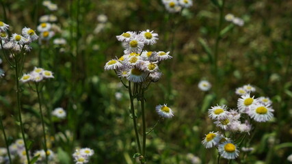 White Flower Erigeron philadelphicus on the garden