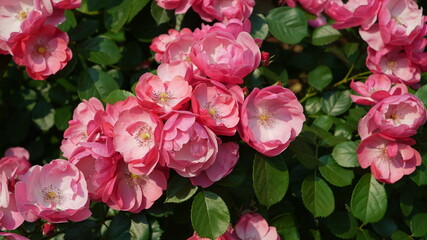 Pink angela rose flowers in the garden