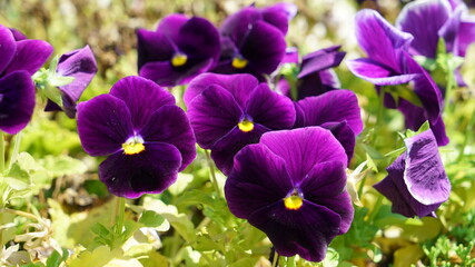 Purple pansy flowers blooming in the garden