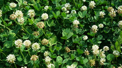 Nature white clover flower field