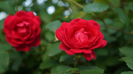 Red roses blooming in the garden