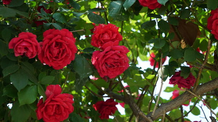 Red rose tree in outdoor park