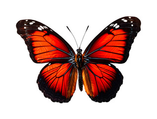 Obraz premium Butterfly close-up on white background, top view, realistic illustration, generative ai