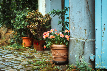 garden in rainy weather. a pot with an indoor flower stands at the gate
