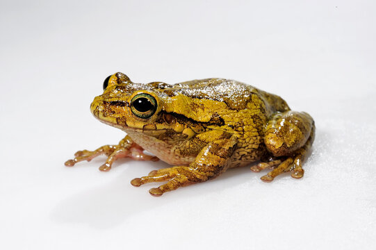 Cuban tree frog // Kuba-Laubfrosch (Osteopilus septentrionalis)