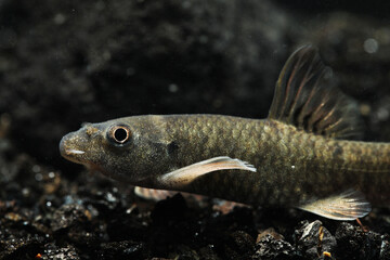 close up of Red garra (Garra rufa) fish in aquarium
