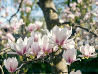 Vibrant naked magnolia (Magnolia denudata) tree branch covered in large white and pink flowers