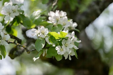 Closeup of tree branch with blooming flowers