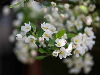Fototapeta premium Closeup of tree branch with blooming flowers