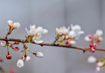 Closeup of tree branch with blooming flowers