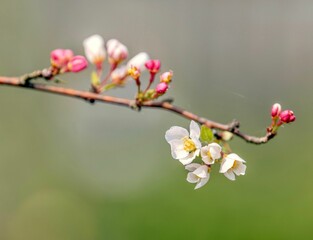 Closeup of tree branch with blooming flowers