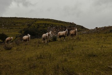 Naklejka na ściany i meble Beautiful shot of sheep grazing on a misty rural valley