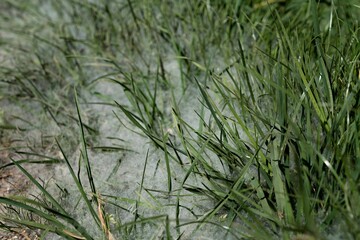 Pollen flight in summer bad for allergy