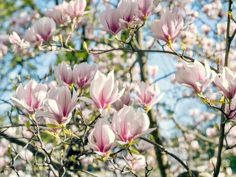 "Magnolia Denudata" Images – Browse 943 Stock Photos, Vectors, and
