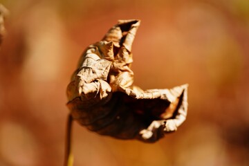 Closeup of a dried red poppy flower.