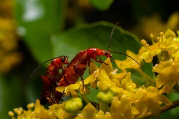 Insect with vibrant red antennae perched atop a delicate flower stem