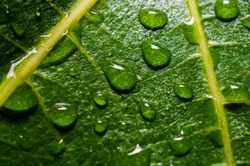 Green leaf covered in droplets, giving the appearance of being freshly watered