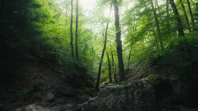 For&ecirc;t belge f&eacute;&eacute;rique : rivi&egrave;re, rocher et arbres s'entrem&ecirc;lent pr&egrave;s de la Cascade de la Chaudi&egrave;re, offrant un spectacle naturel &eacute;poustouflant.