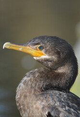 Cormorant sea bird south of Chile