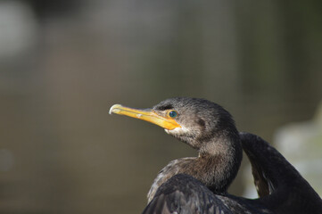Cormorant sea bird south of Chile