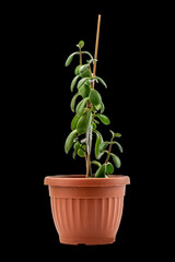 Succulent houseplant Crassula (jade plant, lucky plant, money plant or money tree) in a pot isolated with clipping mask on Black background