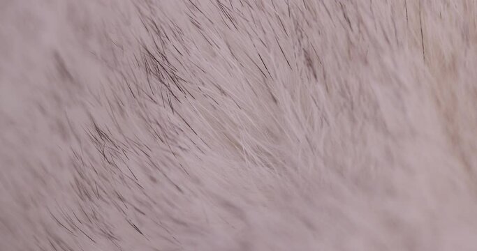fur moves from a breath of air, part of a fur coat made of natural white arctic fox fur, a close-up of arctic fox fur used in the manufacture of clothing