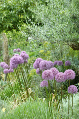 Obraz premium Allium