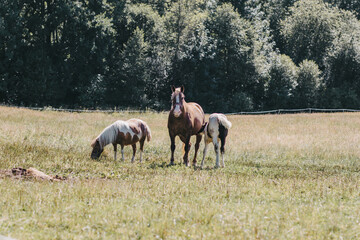 Trzy konie na łące - obrazy, fototapety, plakaty