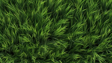 Japanese Forest Grass Texture, Close Up