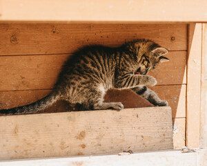 Młody prążkowany kot liże łapę - obrazy, fototapety, plakaty
