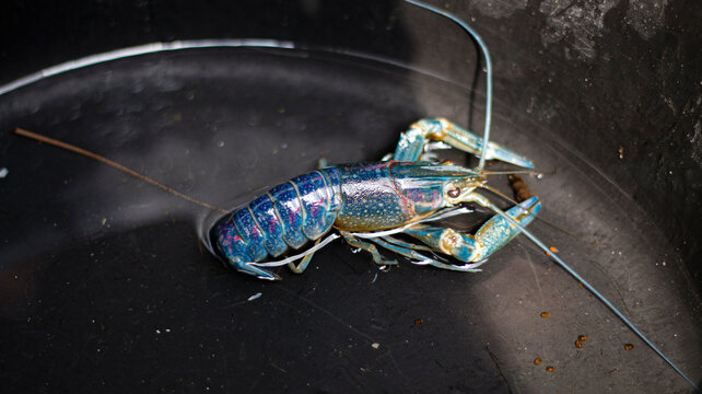 crayfish shrimp with the Latin name Cherax quadricarinatus.