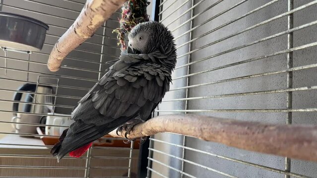 Jaco parrot in a cage. Feathered gray with a red tail. A large talking bird with a sharp beak.